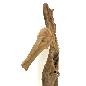 Seahorse teak abstract (3153)