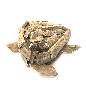 Turtle walldeco driftwood (3299)