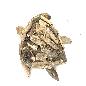 Turtle walldeco driftwood (3299)
