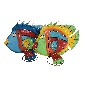 Fish Gurami mix colours  43x38cm (7257)