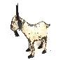 Goat M 67x17H58cm(3448)