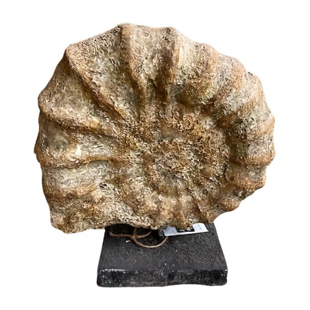 Fossil auf Stand 36x14H42cm(80457)
