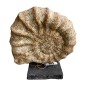 Fossiel on stand 36x14H42cm(80457)