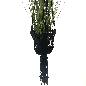 Planthanger macramé black (3579)