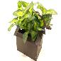 House planter (80033)