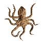 Octopus drift 80cm(80274)
