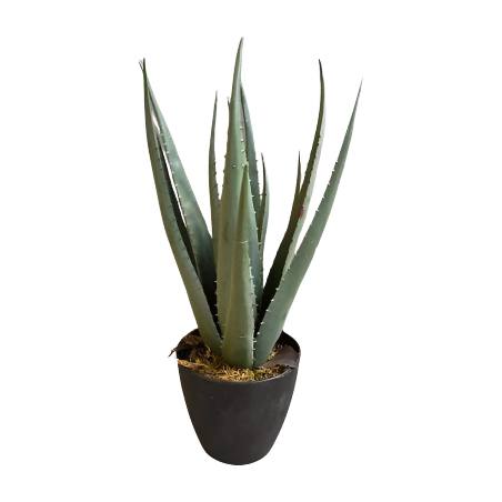 Agave in pot 45cm 