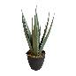 Agave in pot 45cm