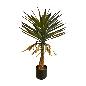 Yucca plant 90cm