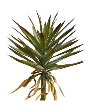 Yucca plant 90cm