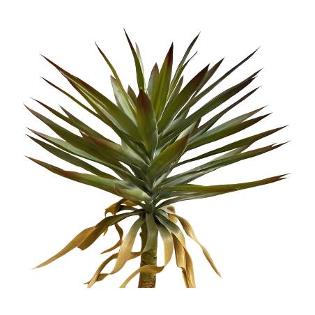 Yucca plant 90cm
