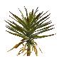 Yucca plant 90cm