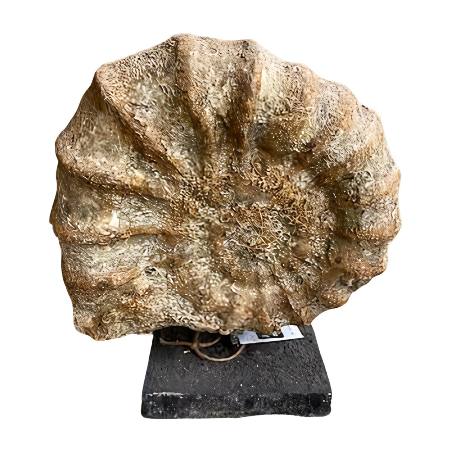Fossiel on stand 36x14H42cm(80457)