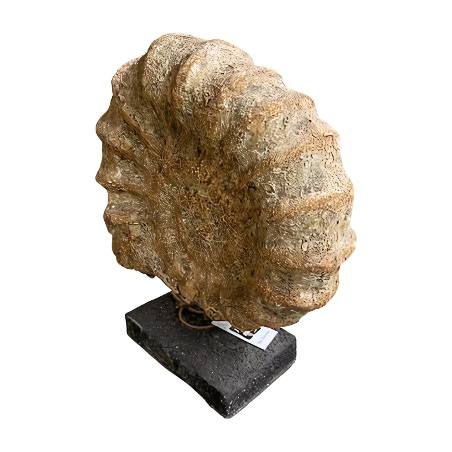 Fossiel on stand 36x14H42cm(80457)