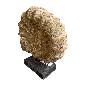 Fossiel on stand 36x14H42cm(80457)