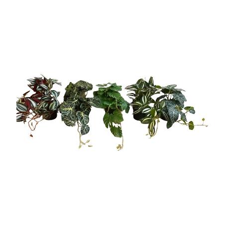 Hangplant in pot 50cm L (80523)