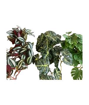 Hangplant in pot 50cm L (80523)