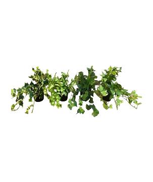 Hangplant in pot 25cm S (80524)
