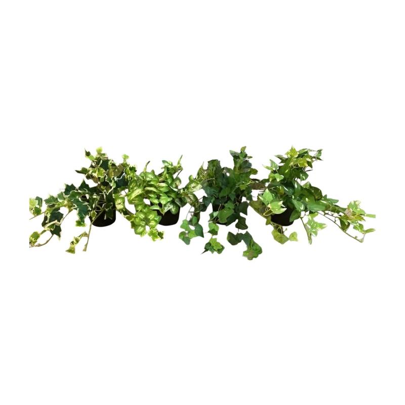 Hangplant in pot 25cm S (80524)