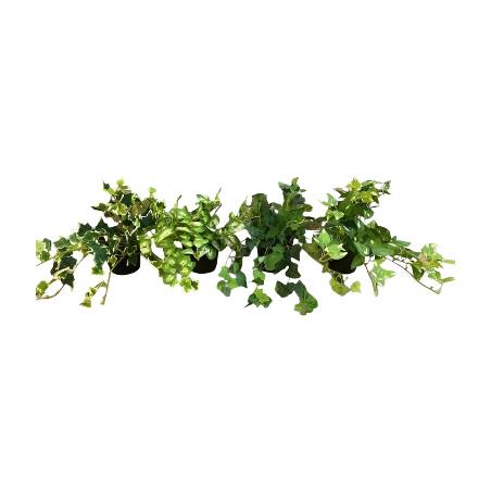 Hangplant in pot 25cm S (80524)