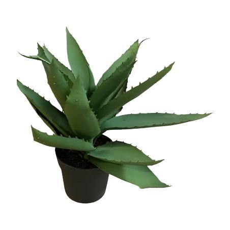 Mini aloe in pot (80525)