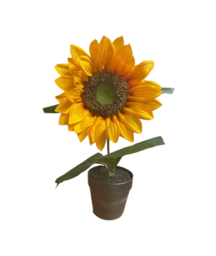 Sunflower in pot(80527)