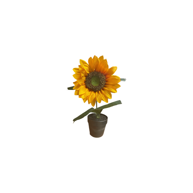 Sunflower in pot(80527)