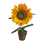 Sunflower in pot(80527)