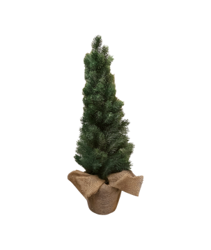 Denneboom 65cm(80765)