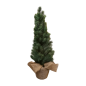 Denneboom 65cm(80765)