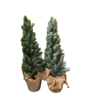 Denneboom 65cm(80765)