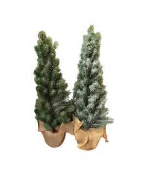 Denneboom 65cm(80765)
