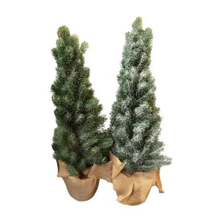 Denneboom 65cm(80765)