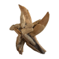 Starfish 30cm walldeco driftw.(3300)