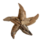 Starfish 30cm walldeco driftw.(3300)