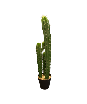 Cactus in pot 97cm