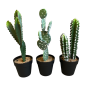 cactus in pot 40cm (mix)