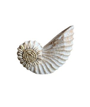 Wooden shell L 23x18 (7273)
