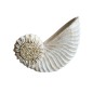 Wooden shell M 18x15 (7274)