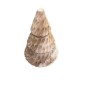 Tree Cemara D17H30 (7070)