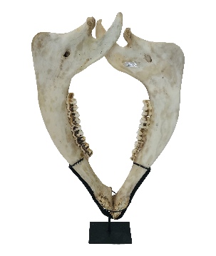 Jaw on stand (5896)