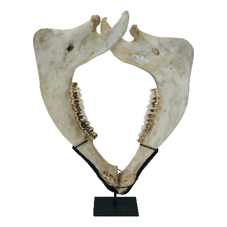 Jaw on stand (5896)