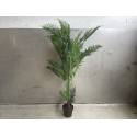 Plant varen 150cm (3840)