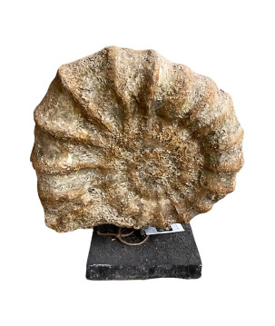 Fossiel on stand 36x14H42cm(80457)