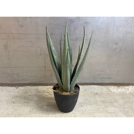 Agave in pot 45cm 