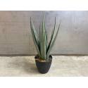 Agave in pot 45cm 