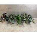 Hangplant in pot 50cm L (80523)