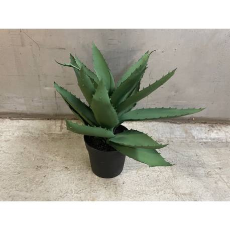 Mini aloe in pot (80525)