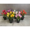 Tulpen in pot (80526)