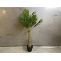 Palm in pot 80cm(80528)